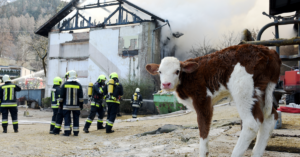 Farm on fire with firefighters.